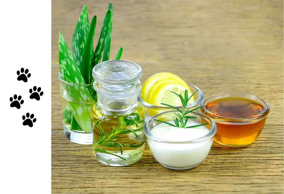 How To Make A Dog Poop Quickly Home Remedies