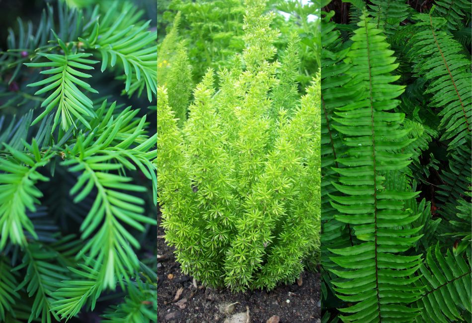are ferns poisonous to cats