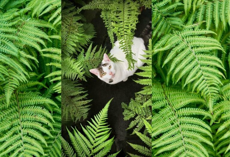 Are Ferns Toxic To Cats? ~ Can Ferns Improve Cats' Quality of Life?