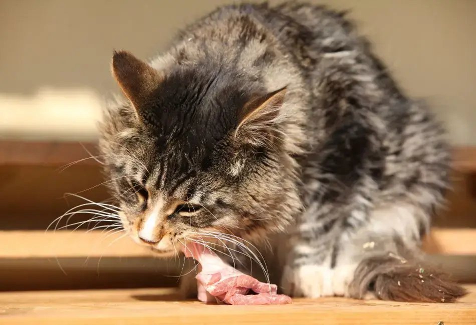 how long can cats go without water