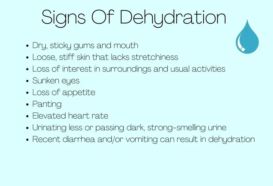 how long can a cat go without water