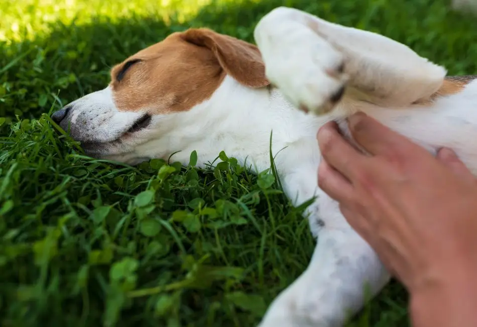 How Long Can A Dog Go Without Pooping