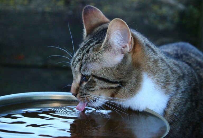 How Long Can Cats Go Without Water? When To Ask The Question