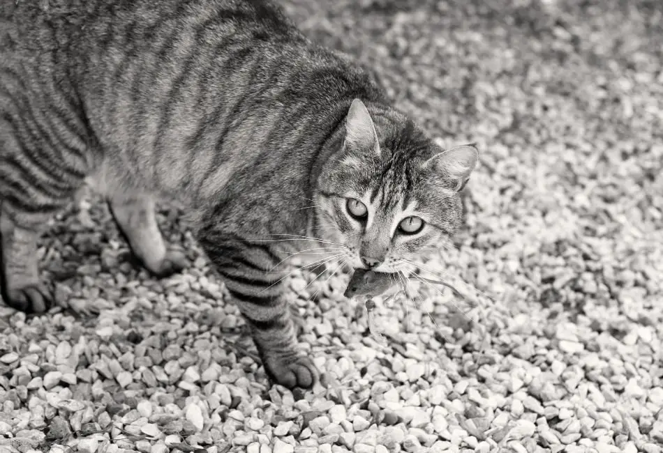 what do cats like to eat for breakfast