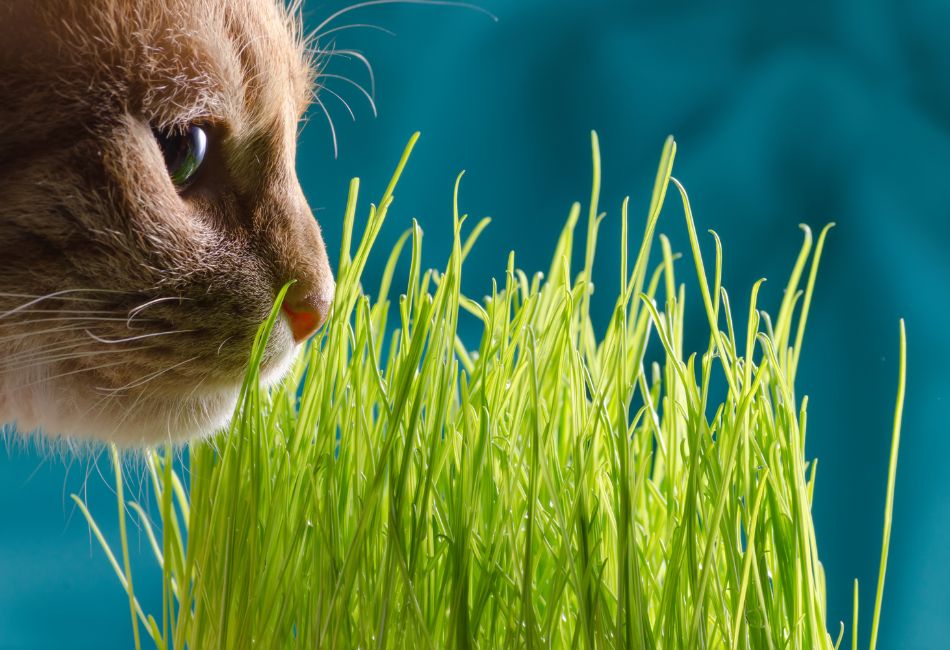wheatgrass for cats