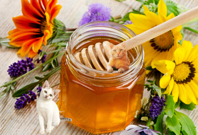 Can Cats Have Honey? What Types, Medicinal Benefits And Feline Friendly Recipes