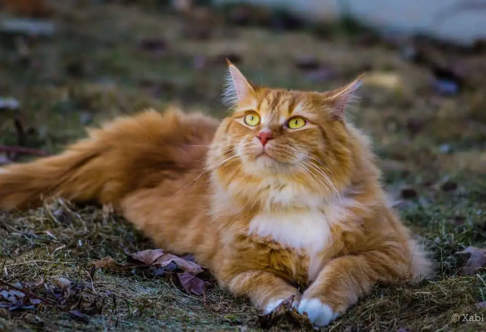 How Long Does A Cat Hold A Grudge? Or Is It?