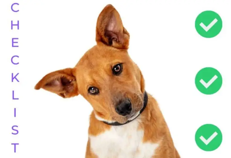 Checklist For Adopting A Dog
