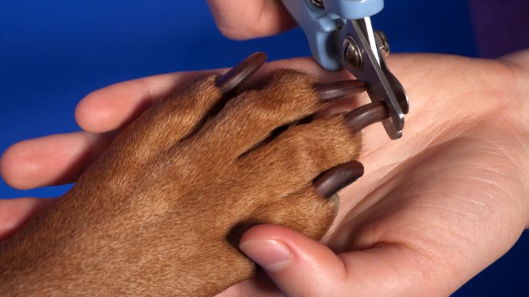 How To Trim Dog Nails That Are Overgrown