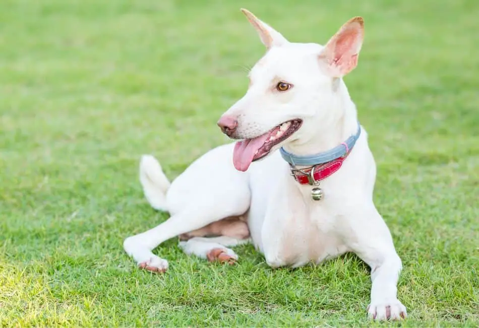 disabled dog adoption