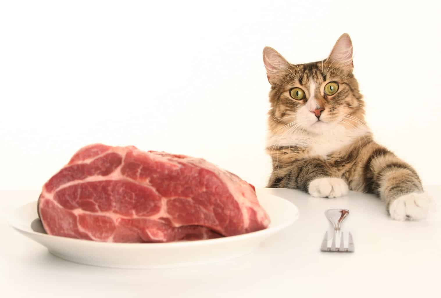 benefits of raw food diets for cats