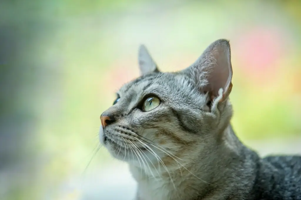 Why Is My Cat So Clingy? How To Interpret Your Cat's Communication