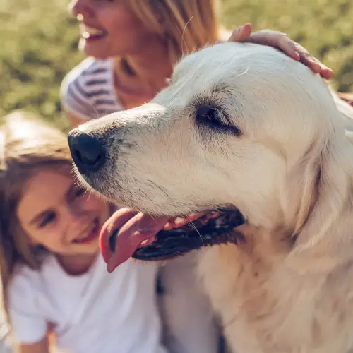 A Calm, Comfortable Companion