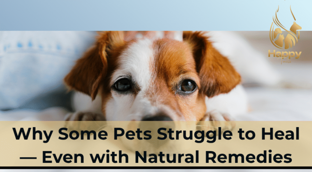 Why Some Pets Don’t Heal Naturally — Even with the Best Remedies