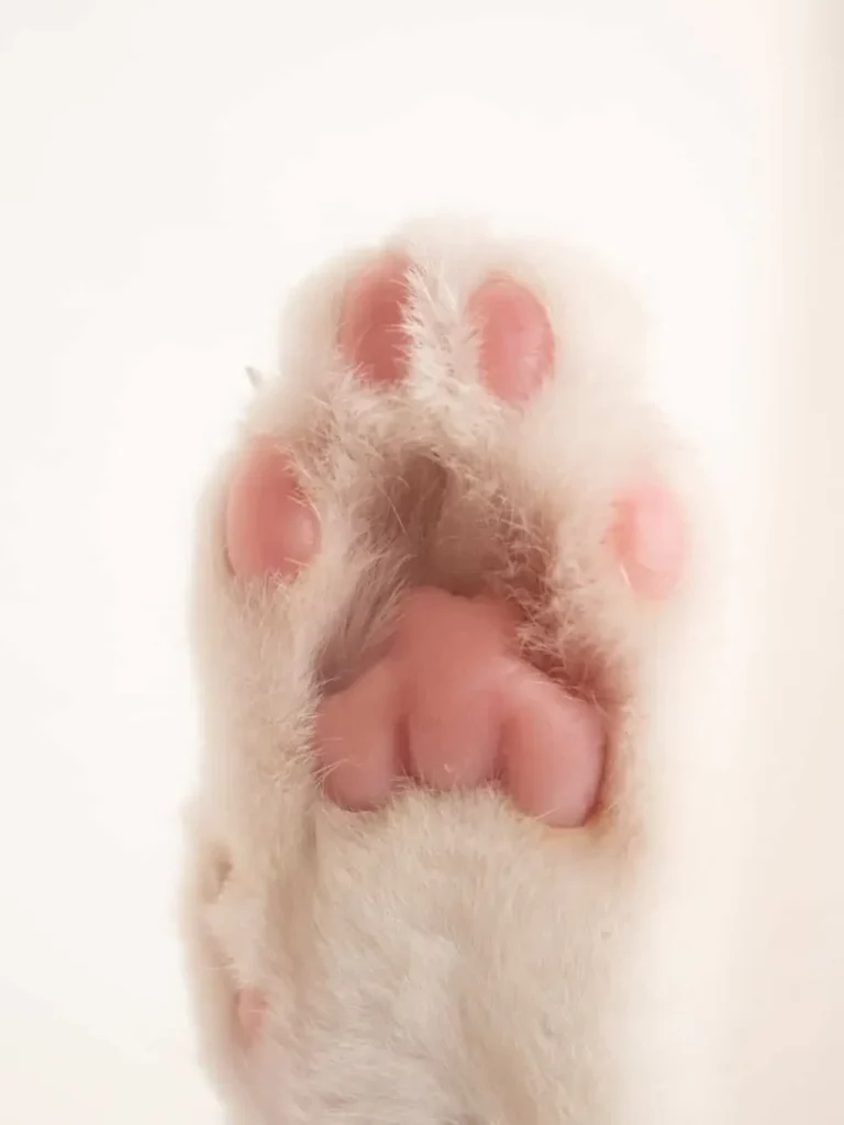 how to restrain a cat to clip nails